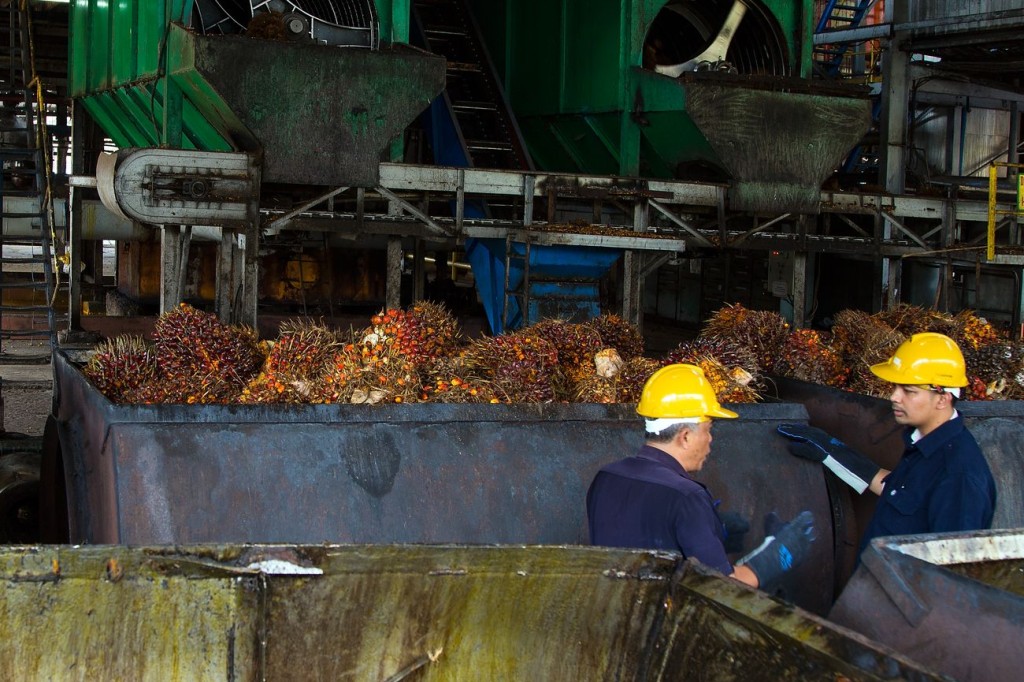 二人の作業員がパームオイル製造プロセスにおいて、収穫されたパームフルーツを取り扱っている風景。周囲には設備が整った工場環境が広がっている。 