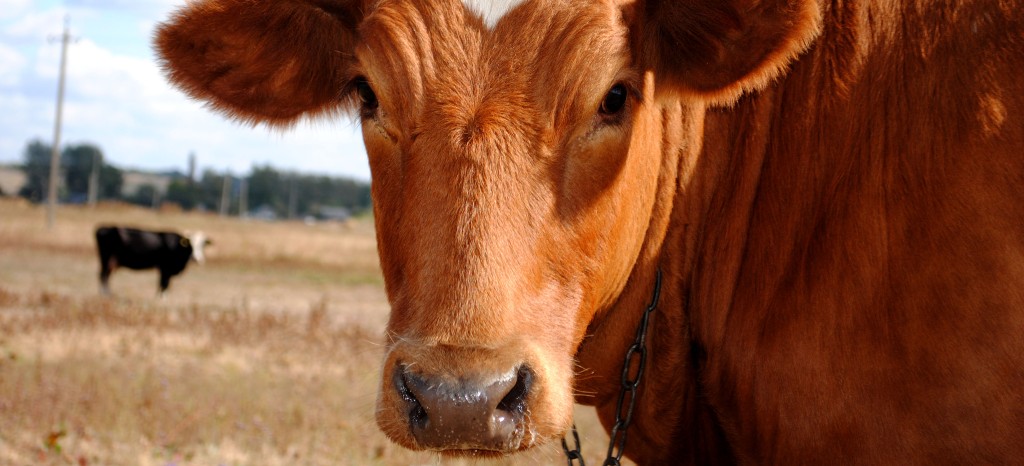 Certyfikat QMP – gwarancja wysokiej jakości i bezpieczeństwa wołowiny.