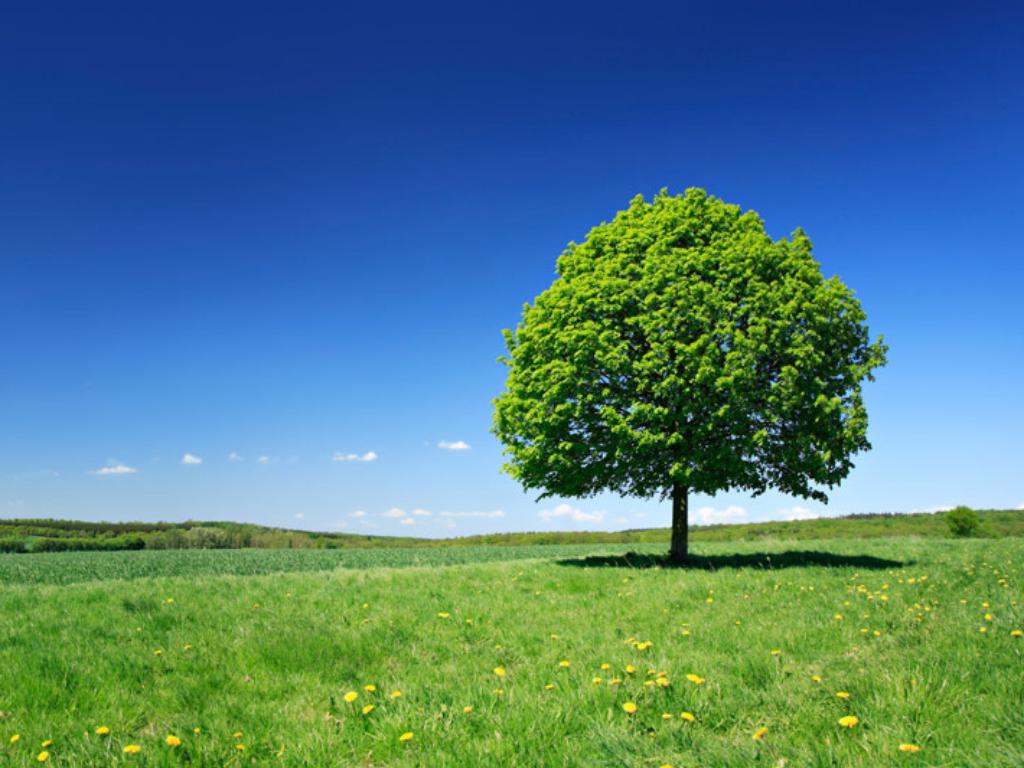 Certificació FSC® i PEFC: Gestió forestal